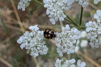 <i>Coccinula quatuordecimpustulata</i>