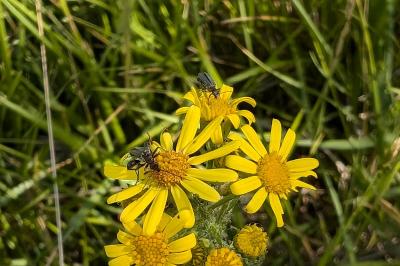 <i>Oedemera nobilis</i>