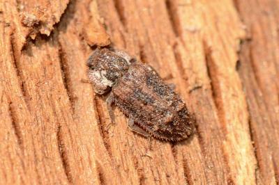 <i>Endophloeus markovichianus</i>