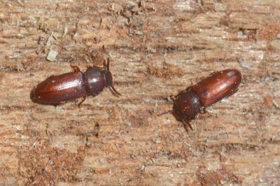 <i>Palorus depressus</i>