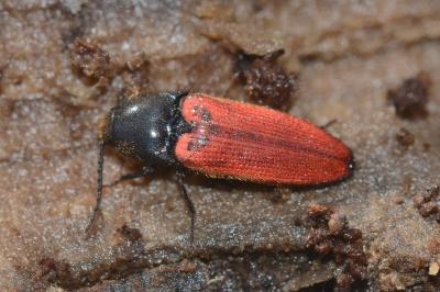 <i>Ampedus rufipennis</i>