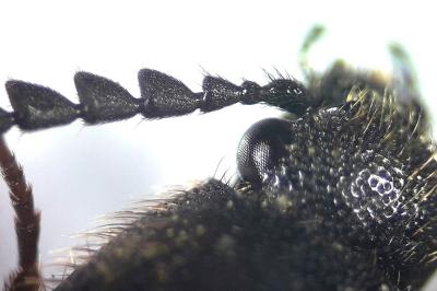<i>Ampedus rufipennis</i>