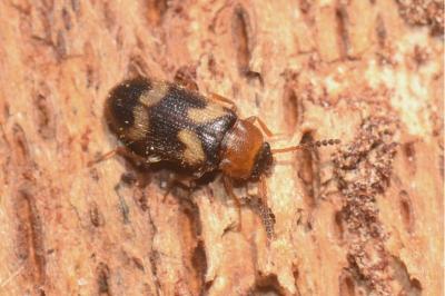 <i>Mycetophagus fulvicollis</i>