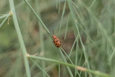 <i>Crioceris duodecimpunctata</i>