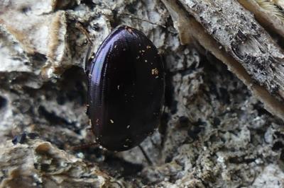 <i>Platydema violacea</i>