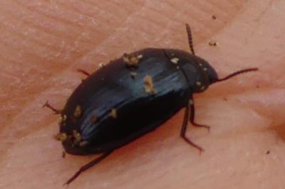 <i>Platydema violacea</i>