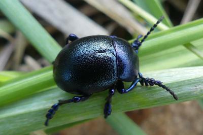 <i>Timarcha goettingensis</i>