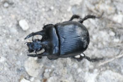 <i>Typhaeus typhoeus</i>
