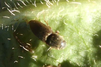 <i>Agriotes</i>