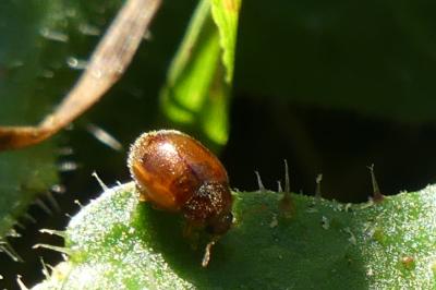 <i>Rhyzobius</i>