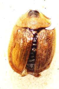 <i>Hypocassida subferruginea</i>