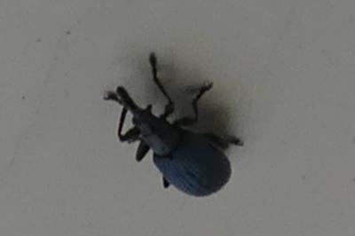 <i>Perapion violaceum</i>