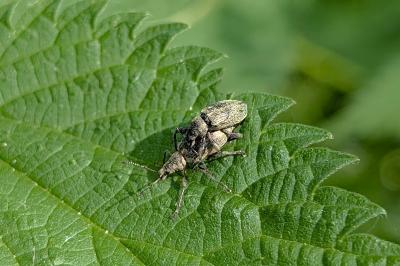 <i>Phyllobius pomaceus</i>