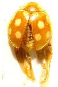 <i>Vibidia duodecimguttata</i>