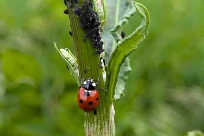 <i>Coccinella septempunctata</i>