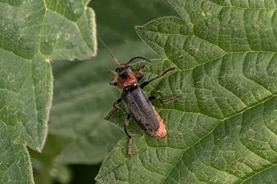 <i>Cantharis fusca</i>