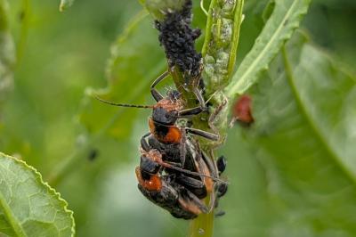 <i>Cantharis fusca</i>