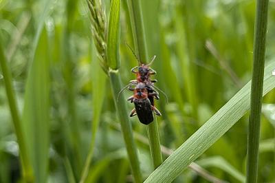 <i>Cantharis rustica</i>