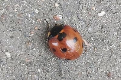 <i>Coccinella septempunctata</i>