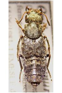 <i>Ontholestes murinus</i>