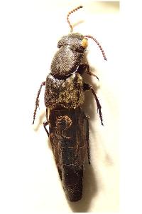 <i>Ontholestes murinus</i>