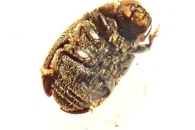 <i>Hylesinus toranio</i>
