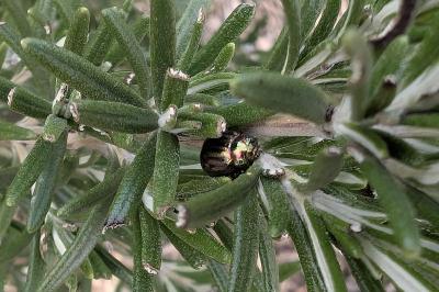 <i>Chrysolina americana</i>
