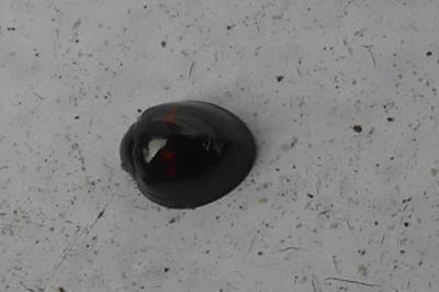 <i>Chilocorus bipustulatus</i>