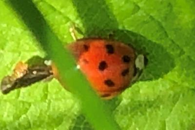 <i>Harmonia axyridis</i>