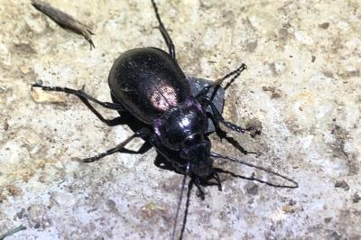 <i>Carabus nemoralis</i>