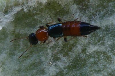 <i>Paederus littoralis</i>