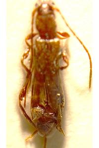 <i>Glaphyra umbellatarum</i>