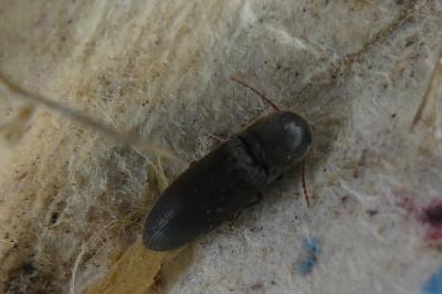 <i>Agriotes</i>