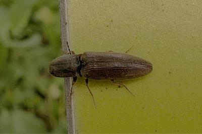 <i>Athous haemorrhoidalis</i>