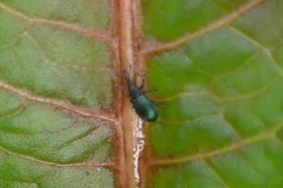 <i>Perapion violaceum</i>