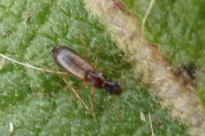 <i>Paradromius linearis</i>