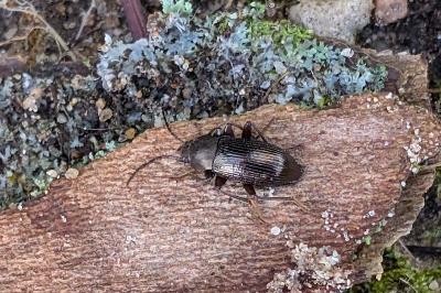 <i>Stenomax aeneus</i>