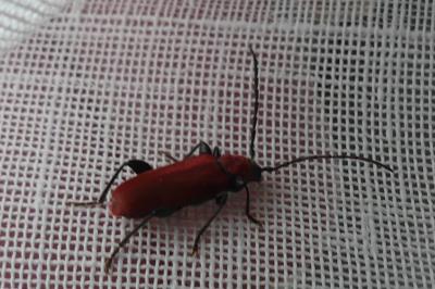 <i>Pyrrhidium sanguineum</i>
