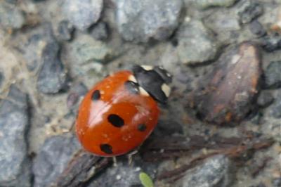 <i>Coccinella septempunctata</i>