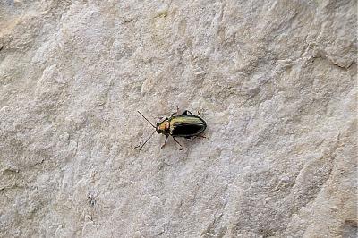 <i>Crepidodera</i>