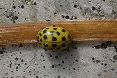 <i>Psyllobora vigintiduopunctata</i>