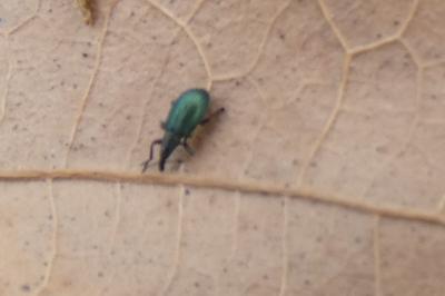<i>Perapion violaceum</i>