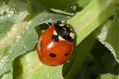 <i>Coccinella septempunctata</i>