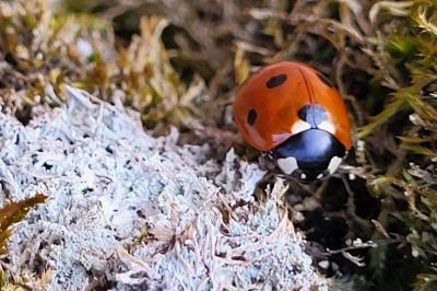 <i>Coccinella septempunctata</i>