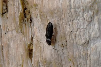 <i>Cardiophorus rufipes</i>