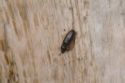 <i>Cardiophorus rufipes</i>