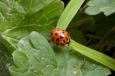 <i>Harmonia axyridis</i>