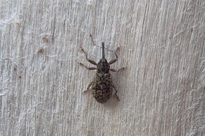 <i>Dorytomus</i>