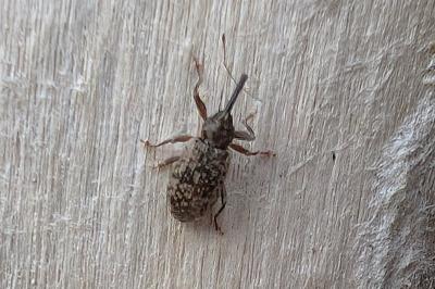 <i>Dorytomus</i>