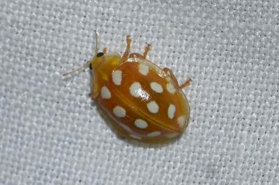 <i>Halyzia sedecimguttata</i>